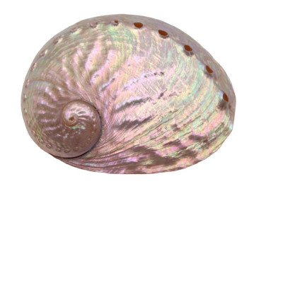 Vỏ Đĩa Ốc Xà Cừ Hồng - Xanh  dùng đốt xô thơm - Palo santo size 8cm