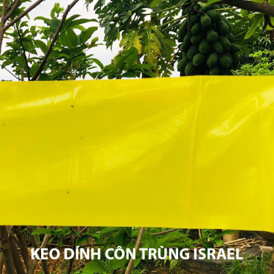 Set 30 mét Bẫy côn trùng ISRAEL (Sticky Yellow Roll) sử dụng hoa Cúc với diện tích 1.000m2 để bẫy ruồi đục lá, rệp, bọ trĩ, bọ phấn, sâu tơ, bọ nhảy, sâu xanh, rầy xanh, bướm trắng và cả ốc sên