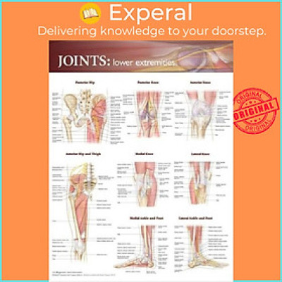 Sách - Joints of the Lower Extremities Anatomical Chart by  (UK edition, paperback)