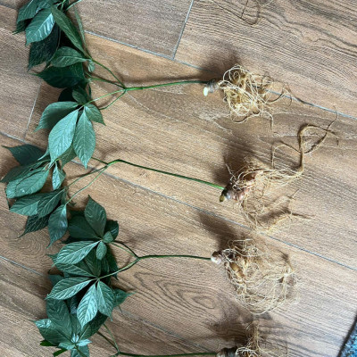 Cây sâm ngọc linh chuẩn hàng núi