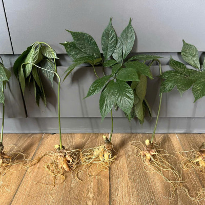 Cây sâm ngọc linh chuẩn hàng núi