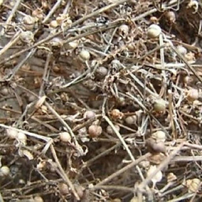 cây bạch hoa xà thiệt thảo khô 1kg