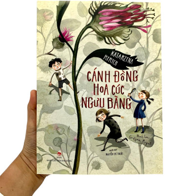 Cánh Đồng Hoa Cúc Ngưu Bàng