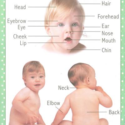 My First Early Learning - Parts Of Body Book (Bài học đầu tiên của tôi - Sách về cơ thể người)