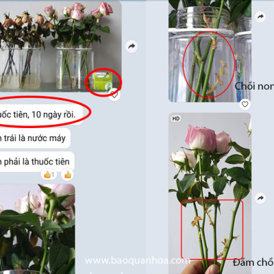 Nước cắm hoa lâu tàn (Set 100 gói) dạng bột nhập khẩu Israel Food For CUT Flowers mỗi gói tạo ra 0.5L dung dịch xử lý hoa cắm bình