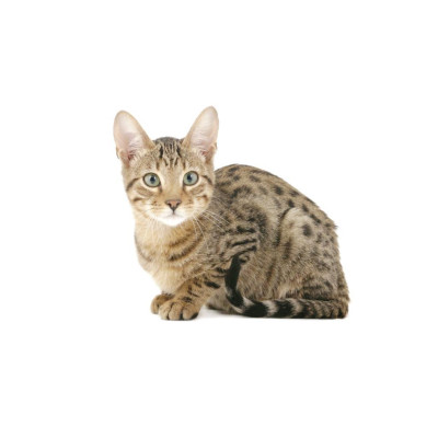 Sách - Hộp English Flashcards For Kids - Tặng 400 Câu Đố - Minh Thắng