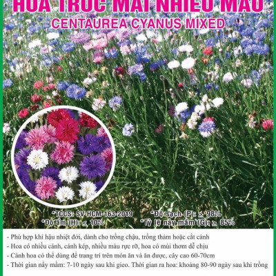 Hạt giống Hoa Trúc Mai nhiều màu VTS187