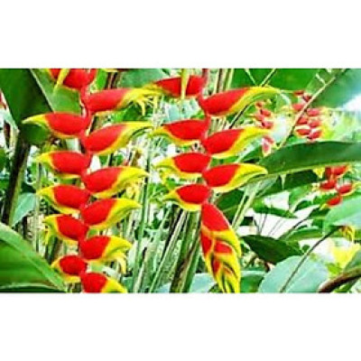 CÂY GIỐNG CHUỐI CHÀNG HOA (CHUỐI PHÁO)