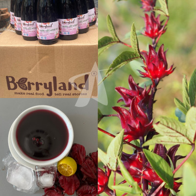 Nước cốt hoa Atiso đỏ BerryLand 500ml