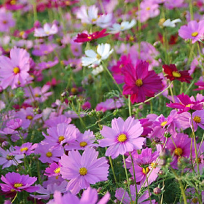 Hạt giống hoa sao nhái nhiều màu - hoa chuồn chuồn mix VTP86