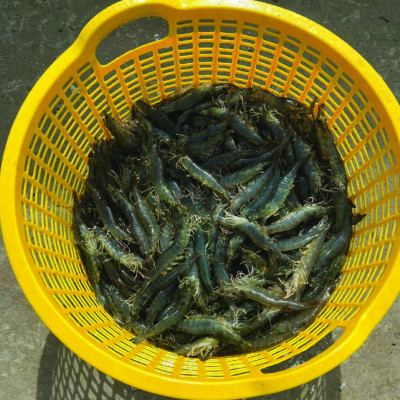 Kháng sinh đặc trị nhiễm khuẩn cho tôm cá OXYTETRA (1kg)