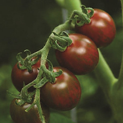 Hạt giống cà chua Socola F1 VTS47