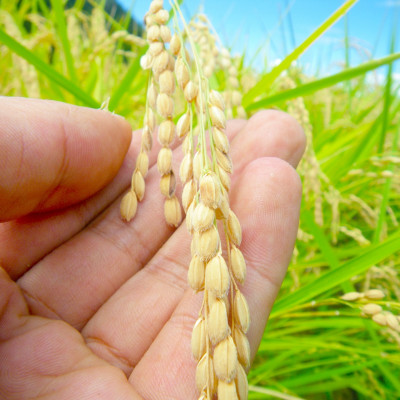 GẠO LỨT NHẬT HOKKAIDO NANATSUBOSHI