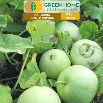 Hạt Giống Dưa Lê Popoca Siêu Ngọt, Greenhome, Gói 0.5GR~35 hạt, Dễ Trồng Quanh Năm, Nảy Mầm Cao, T25