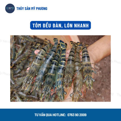 Chống sốc nổi đầu Yucca Vitamin C bột Saponin xử lý khí độc sạch nước nguyên liệu Mexico tôm thẻ cá lươn ếch ốc baba