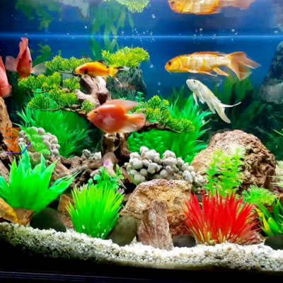 Van Cổng Hồ Koi Cao Cấp: Phi 75, 90, 110mm - Kiểm Soát Dòng Chảy Hoàn Hảo!