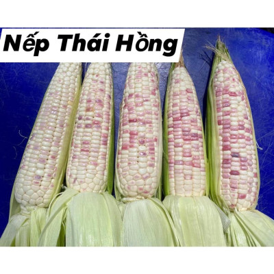 Hạt giống bắp nếp thái hồng nova KNS33 - Gói 50gram