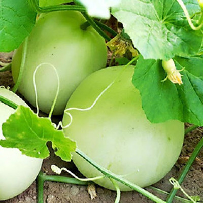 Hạt giống Dưa Lê F1 siêu ngọt VTS200