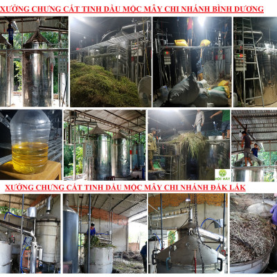 Tinh dầu Bạc hà 50ml Mộc Mây - tinh dầu nguyên chất từ thiên nhiên - chất lượng và mùi hương vượt trội