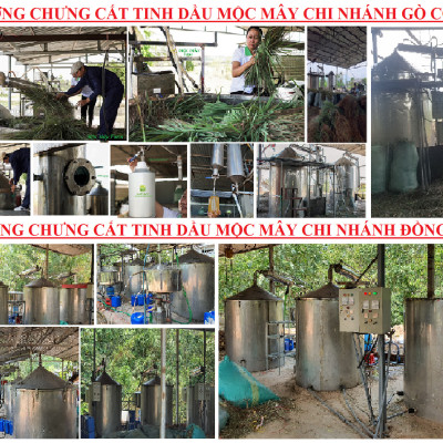 Tinh dầu Gỗ Đàn Hương 100ml Mộc Mây - tinh dầu thiên nhiên nguyên chất 100% - chất lượng và mùi hương vượt trội - Có kiểm định
