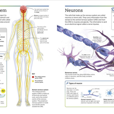 Super Simple Biology: The Ultimate Bitesize Study Guide