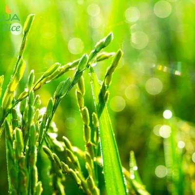 Gạo Hoa Lúa Xanh - Túi 5kg - Tơi xốp, mềm cơm, dẻo ít, thơm nhẹ