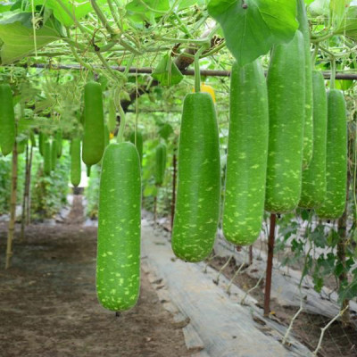 Hạt giống Bầu Sao F1 giống khỏe trái sai VTS155