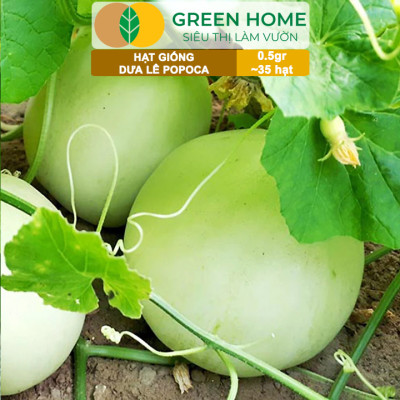 Hạt Giống Dưa Lê Popoca Siêu Ngọt, Greenhome, Gói 0.5GR~35 hạt, Dễ Trồng Quanh Năm, Nảy Mầm Cao, T25
