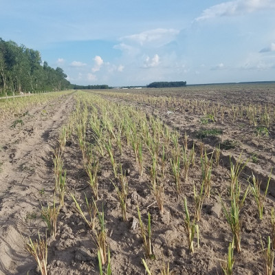 Tinh dầu Sả Chanh nguyên chất Mộc Mây - Xuất khẩu Châu Âu, xông phòng, khử mùi, thơm phòng, đuổi muỗi, thư giản