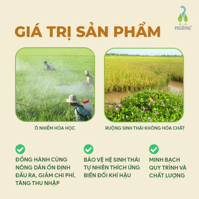 Gạo Ngỗng Sinh Thái ST25 - Gạo Sạch Ruộng Rươi Tôm Gói 700gr