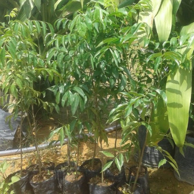 cây mắc mật