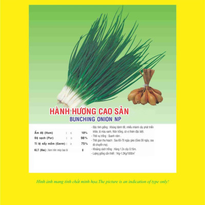 Hạt giống hành lá - hành hương cao sản VTP31