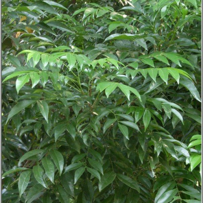 cây mắc mật