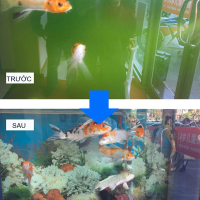 TN2B Seaweed - Thuốc Diệt Ký Sinh Trùng Ở Cá & Diệt Khuẩn, Rêu Tảo Trong Nước 100ml Loại Tốt