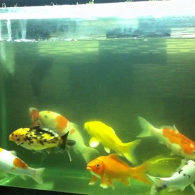 TN2B Seaweed - Thuốc Diệt Ký Sinh Trùng Ở Cá & Diệt Khuẩn, Rêu Tảo Trong Nước 100ml Loại Tốt